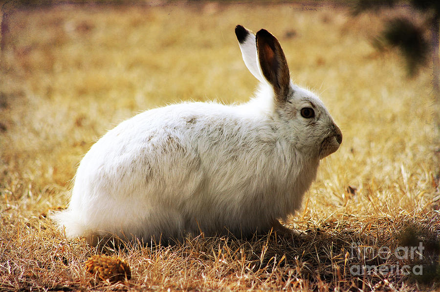 Snowshoe Hare Photograph by Alyce Taylor
