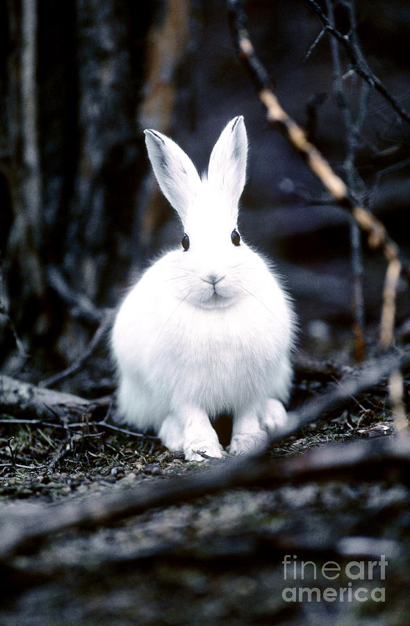 Snowshoe Hare Photograph by Art Wolfe