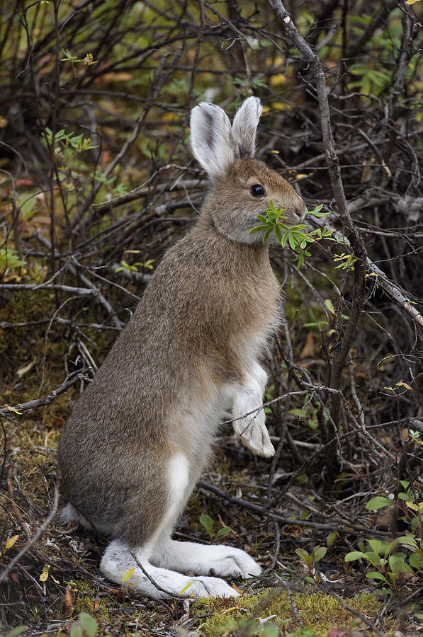 Snowshoe Hare Browsing Alaska Photograph by Michael Quinton