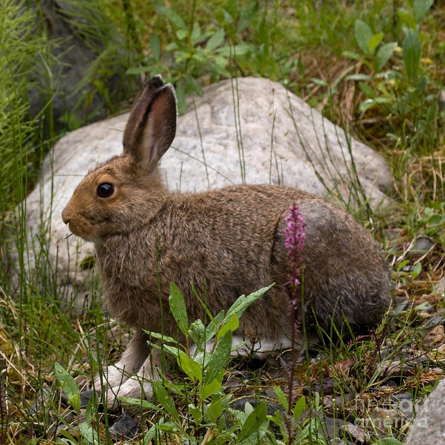 Snowshoe Hare Boots Photograph by Chris Scroggins