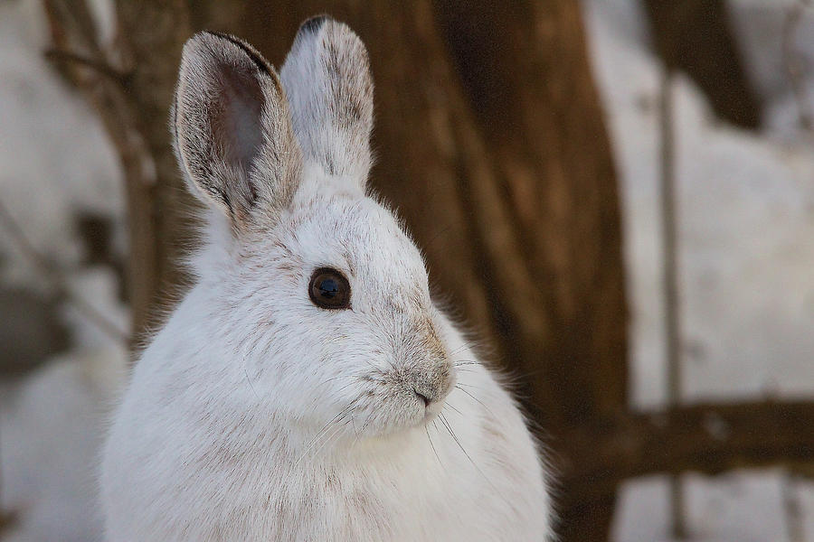 Snowshoe Hare Photograph by Nature and Wildlife Photography