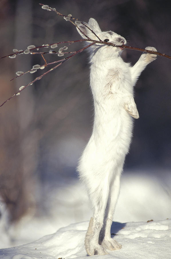 Snowshoe Hare Feeding On Pussy Willow Photograph by Michael Quinton
