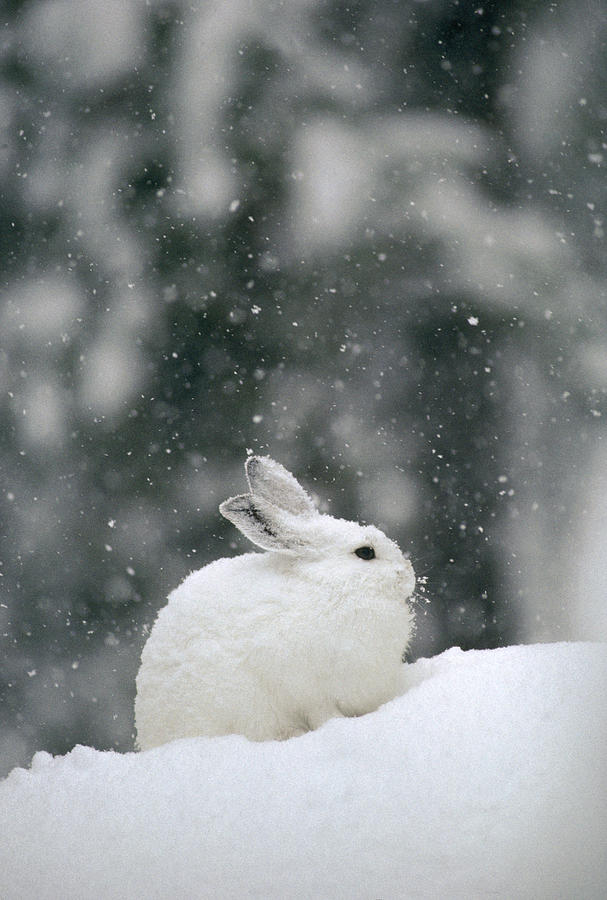 Snowshoe Hare In Snowfall Yellowstone by Michael Quinton.
