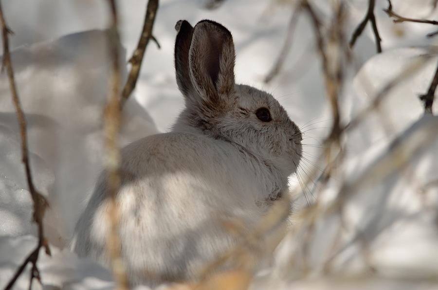 Mammal Photograph - Snowshoe Hare by James Petersen