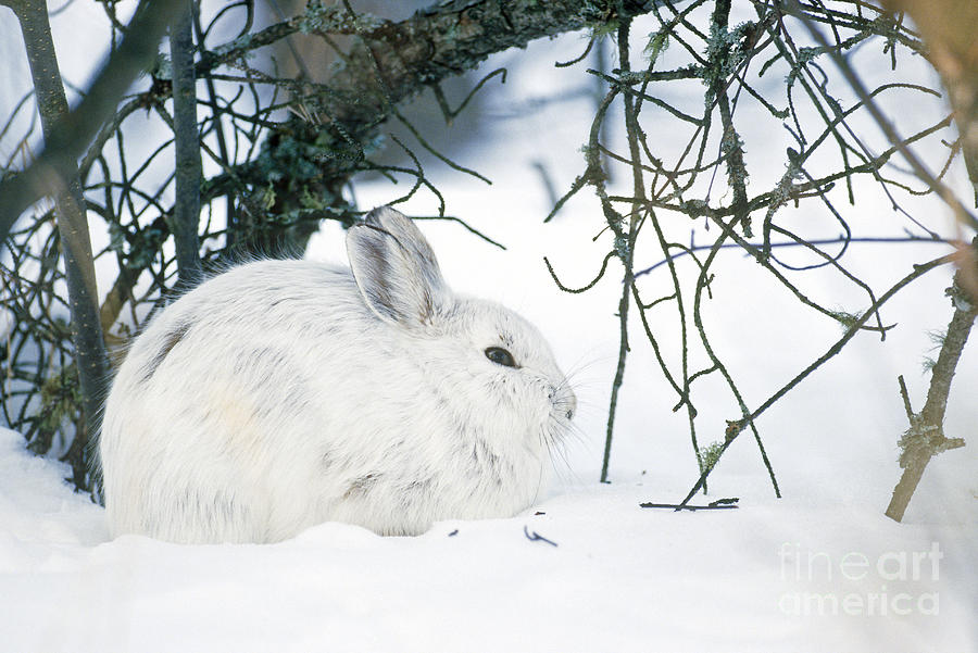 Animal Photograph - Snowshoe Hare by Rod Planck