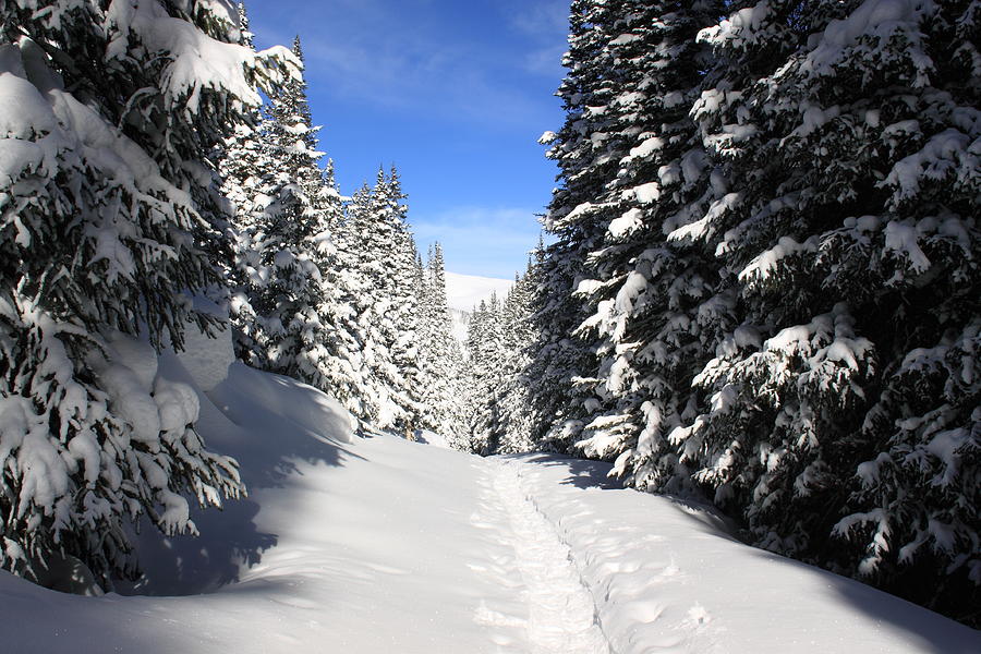 Snowshoe Heaven Photograph by Eric Glaser