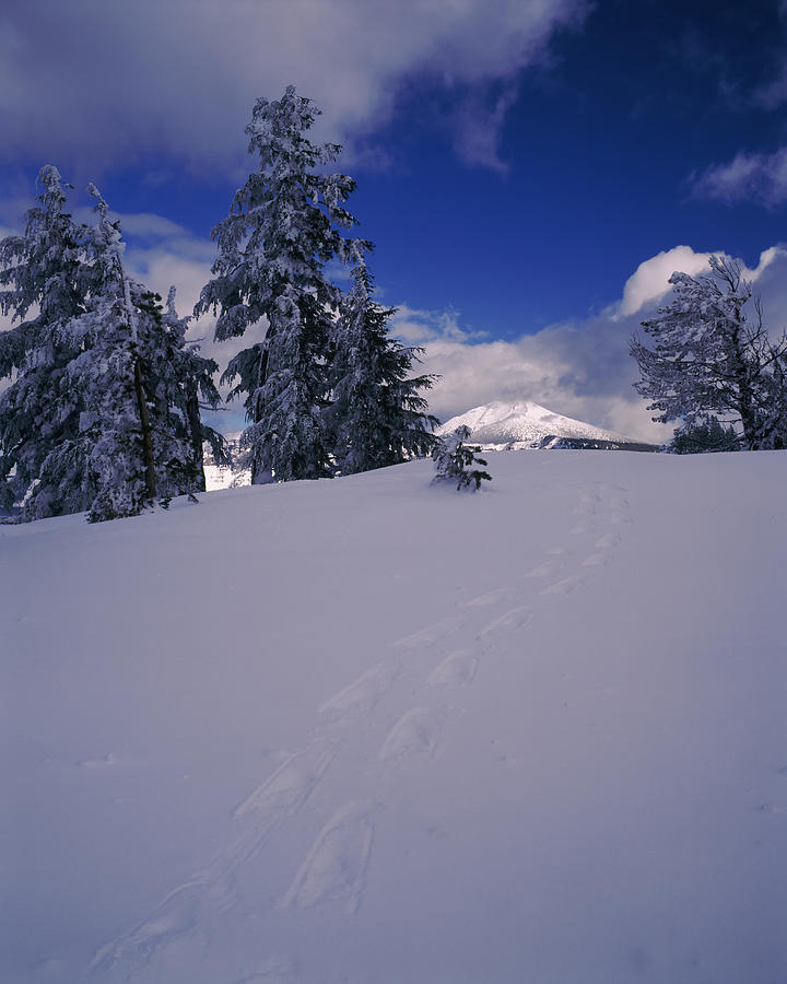 Crater Lake National Park Photograph - Snowshoe Tracks On Snow, Mt. Scott by Panoramic Images