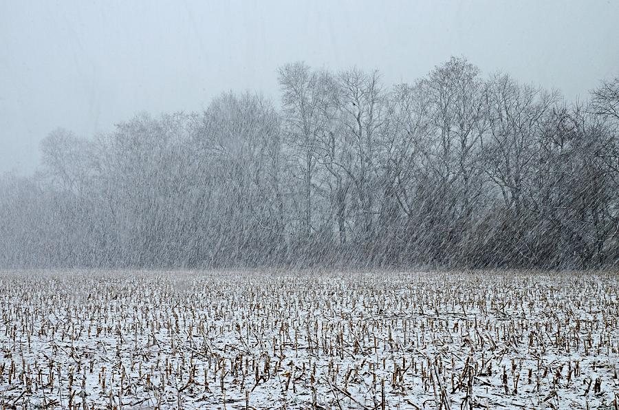 Snowstorm and Cornfield Photograph by Steven Richman