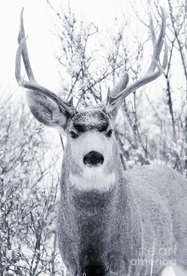 Snowstorm Deer Photograph by Steven Krull