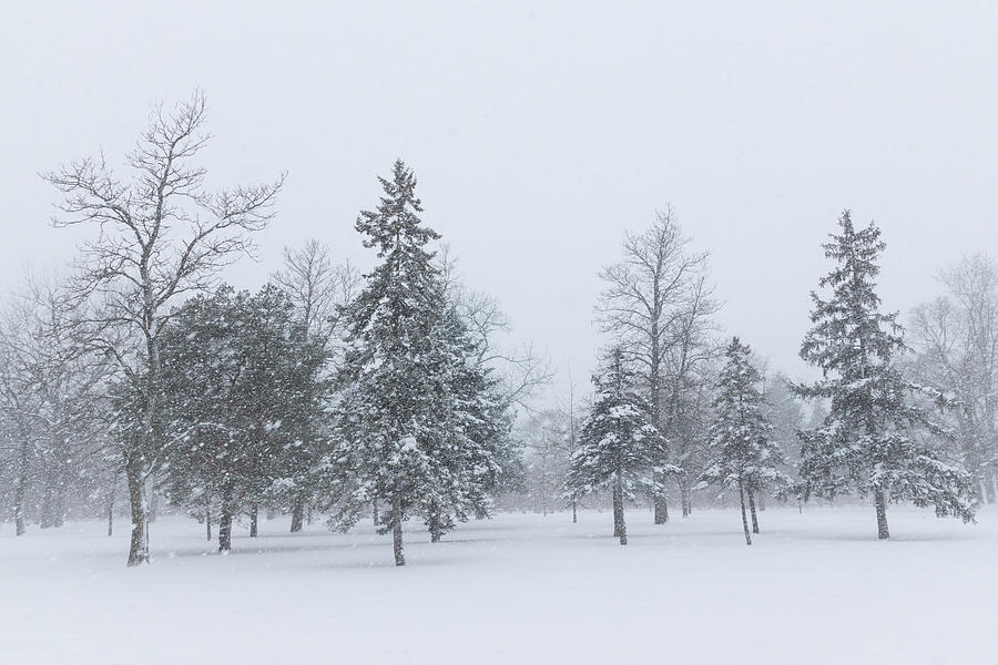 Snowstorm - Tall Trees and Whispering Snowflakes Photograph by Georgia Mizuleva