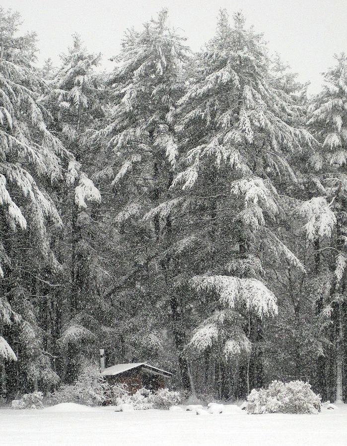 Snowstorm in the Woods Photograph by Suzanne DeGeorge