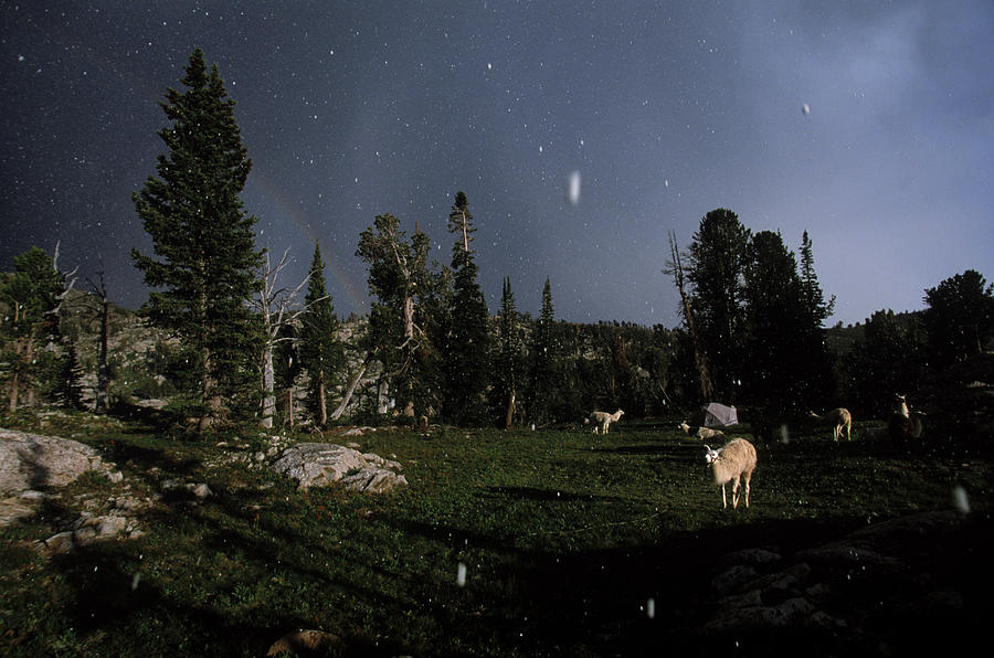 Nature Photograph - Snowstorm Over Llamas And Camp by Beth Wald