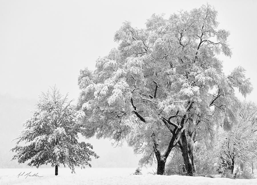 Snowstorm swing Photograph by Al  Mueller