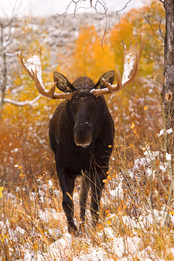 Snowy Antlers Photograph by Aaron Whittemore