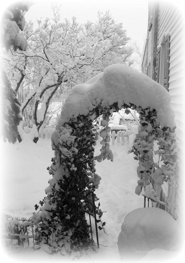 Snowy Arbor Photograph by Dark Whimsy