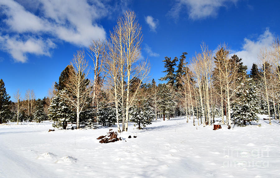 Snowy Aspen Grove Photograph by Donna Greene
