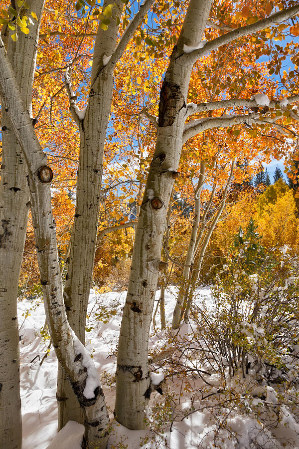 Snowy Aspen Grove Photograph by Kathleen Bishop
