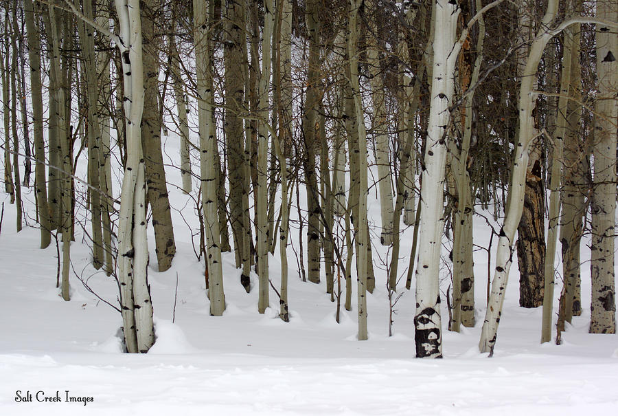 Winter Photograph - Snowy Aspens by Cecily Vermote