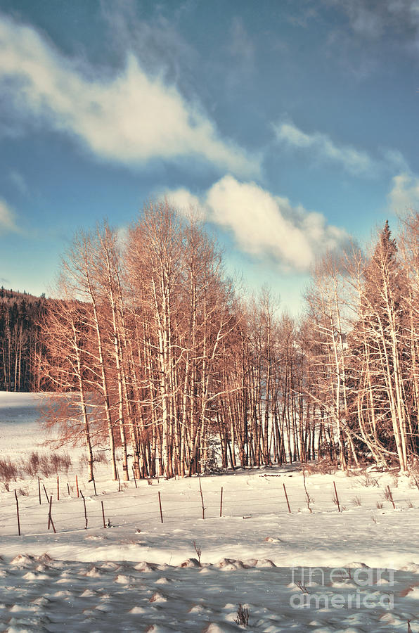 Winter Photograph - Snowy Aspens  by Donna Greene