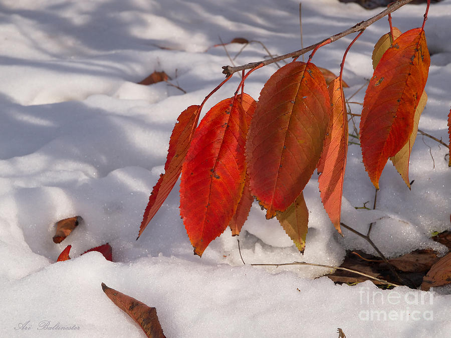 Snowy autumn Photograph by Arik Baltinester
