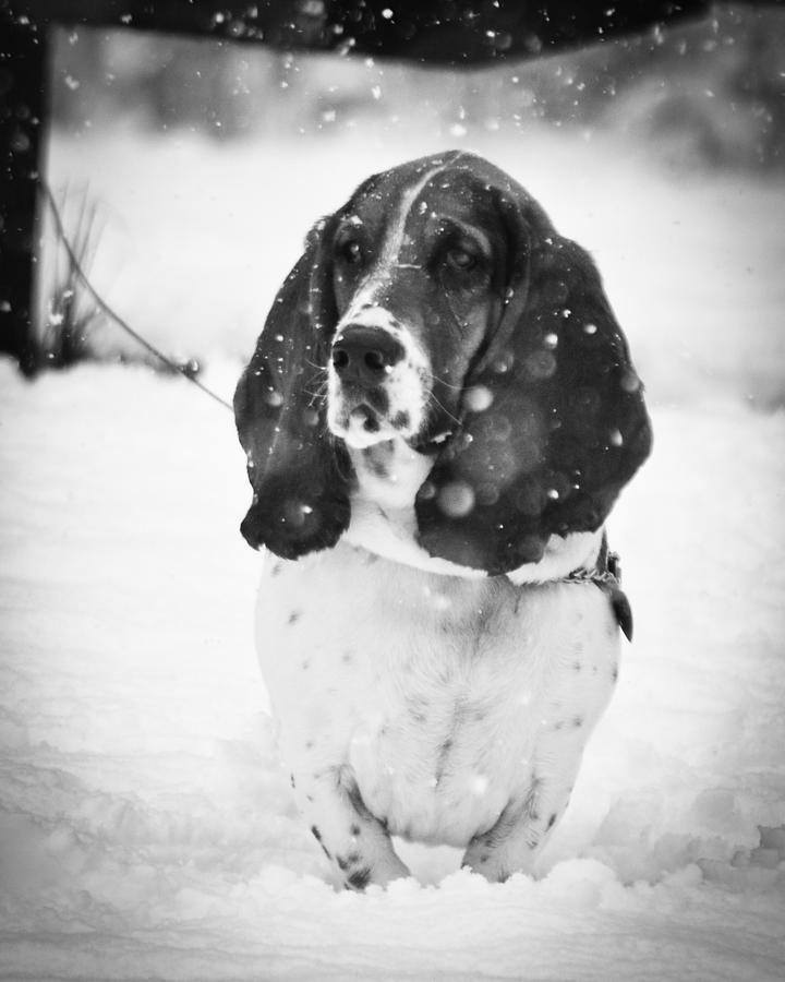Dog Photograph - Snowy Basset Hound by Mary Zeman