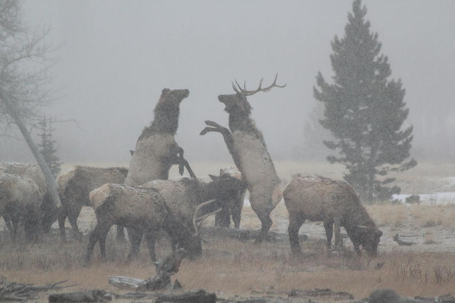 Snowy Battle Photograph by Shane Bechler Snowy Battle Photograph by Shane Bechler