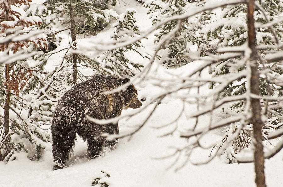Snowy Bear Photograph by Donna Doherty