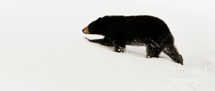 Winter Photograph - Snowy Bear by Jan Killian