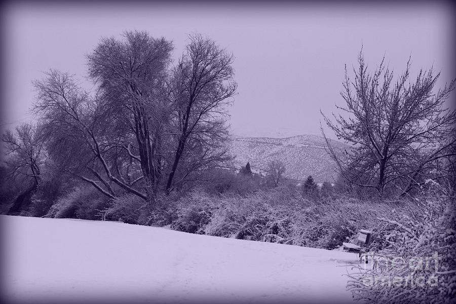 Snowy Bench in Purple Photograph by Carol Groenen