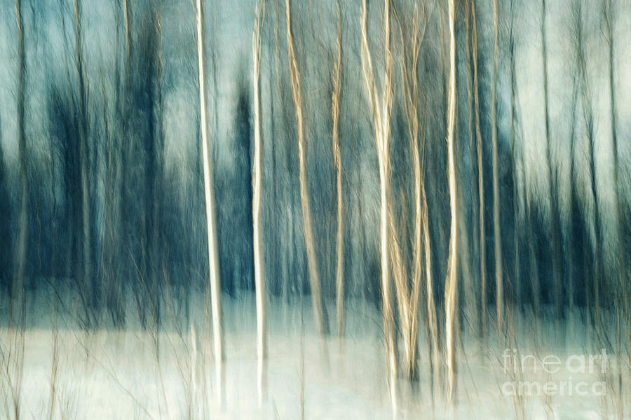 Winter Photograph - Snowy birch grove by Priska Wettstein