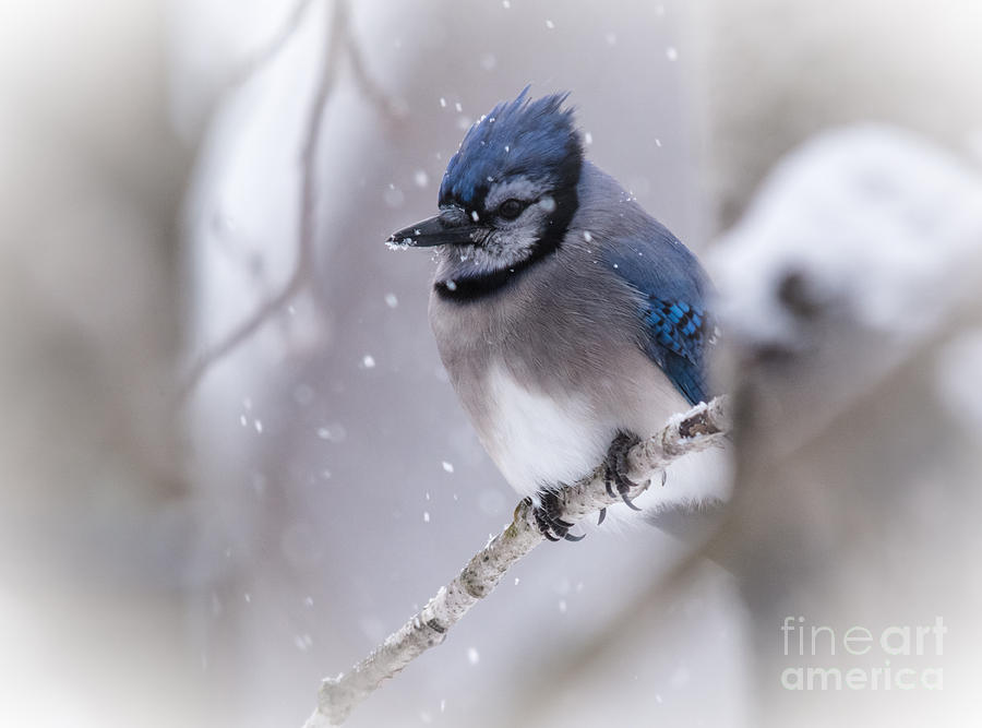 Snowy Blue Photograph by Cheryl Baxter