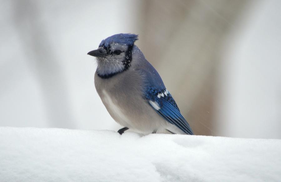 Snowy Blue Jay Photograph by Richard Bryce and Family