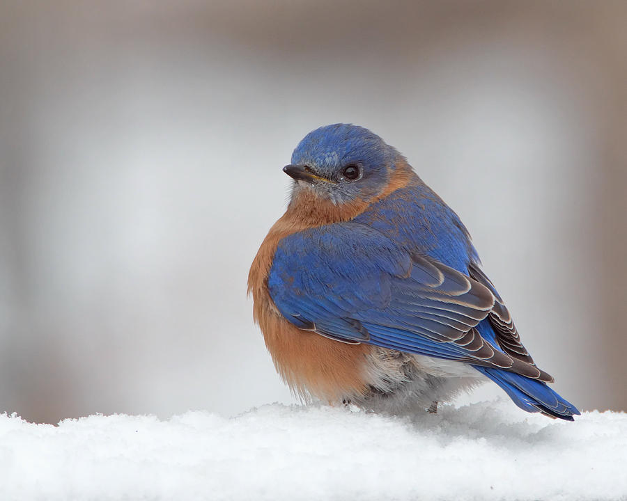Snowy Bluebird Photograph by Jack Nevitt