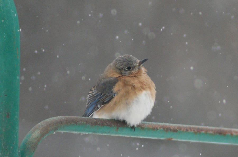 Snowy Bluebird Photograph by Lois Lepisto