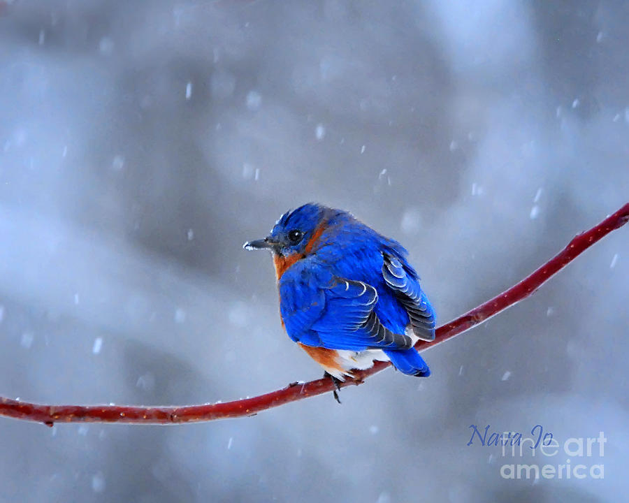 Snowy Bluebird Photograph by Nava Thompson