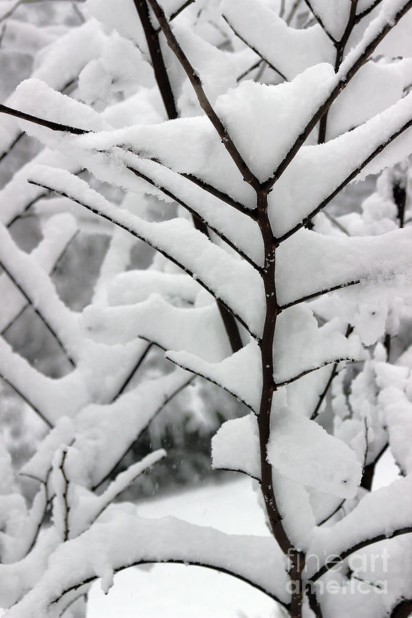 Snowy Branch Abstract Photograph by Karen Adams