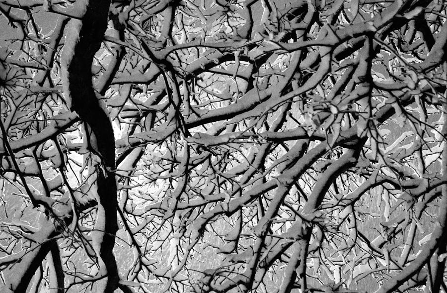 Snowy branches Photograph by Arkady Kunysz