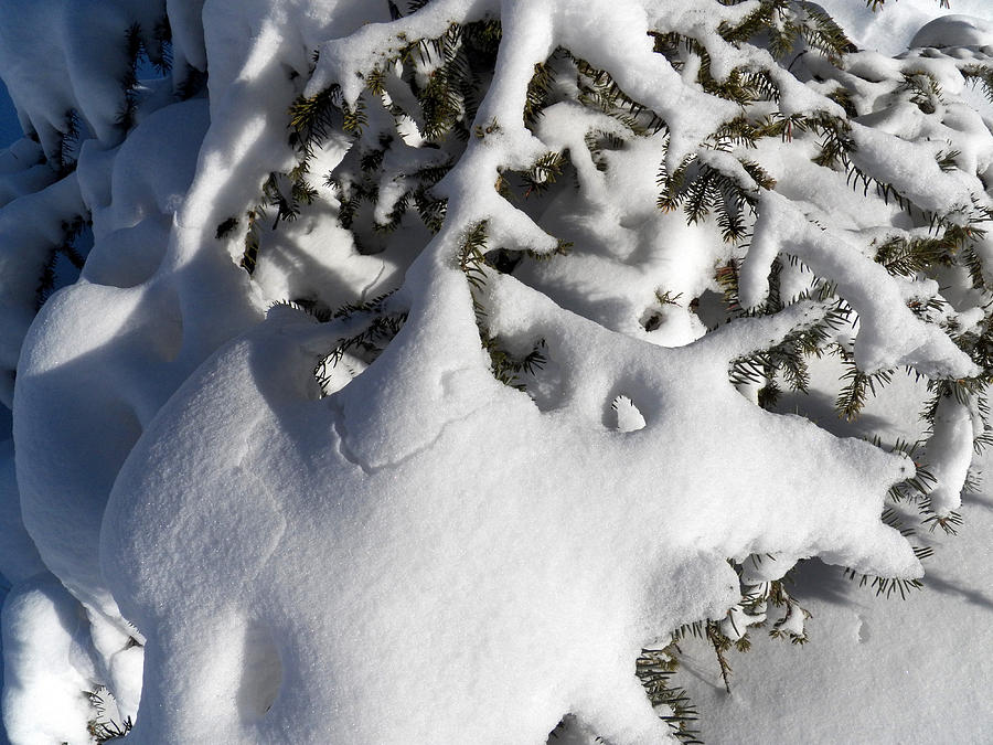 Snowy Branches Photograph by Corinne Elizabeth Cowherd