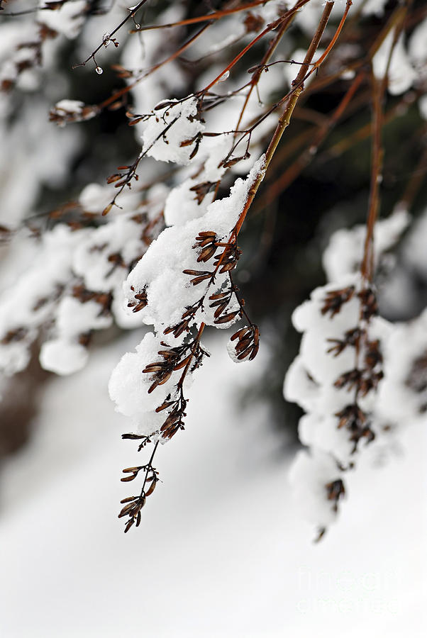 Snowy branches Photograph by Elena Elisseeva