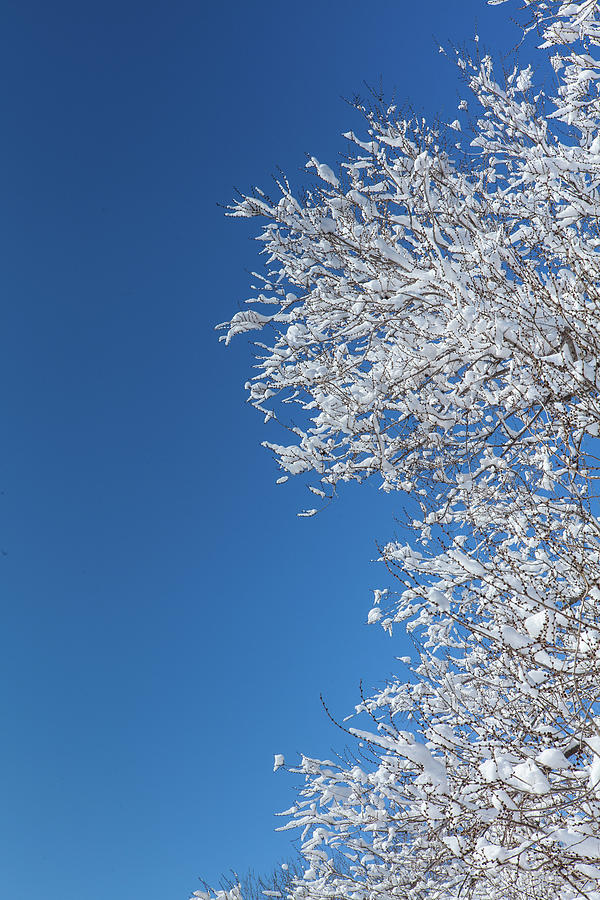 Snowy Branches Photograph by Garymilner