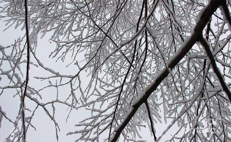 Snowy Branches Gray Sky Photograph by Karen Adams