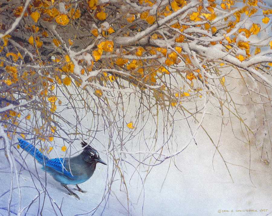 Mountain Painting - Snowy Branches Stellar Jay by R christopher Vest