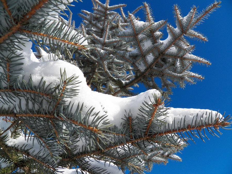 Snowy Branches with Blue Sky Photograph by Corinne Elizabeth Cowherd