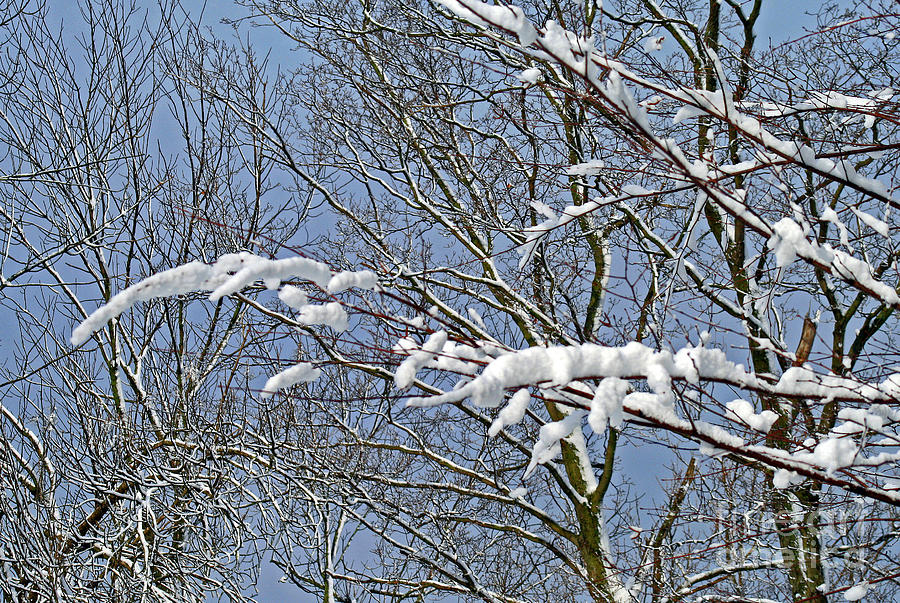 Winter Photograph - Snowy Branches with Blue Sky by Karen Adams