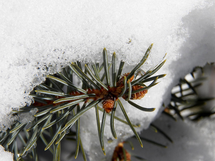 Snowy Branches with Droplets Photograph by Corinne Elizabeth Cowherd