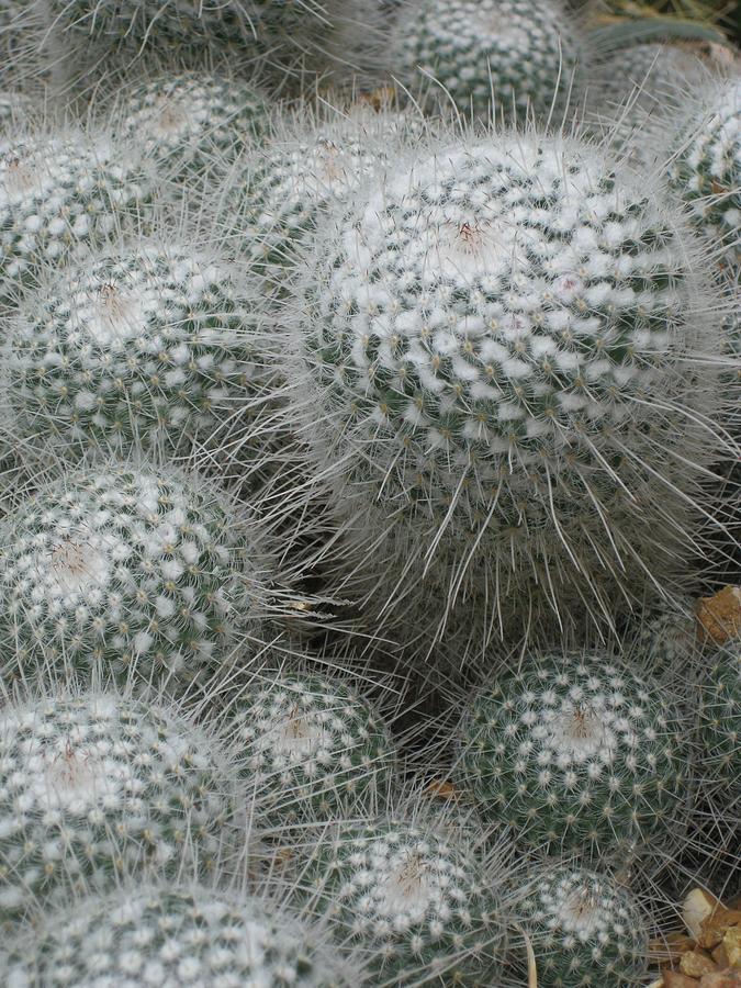 Snowy Cactus  Photograph by Carolyn Jacob