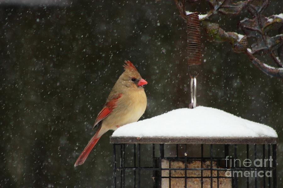 Cardinal Photograph - Snowy Cardinal by Benanne Stiens