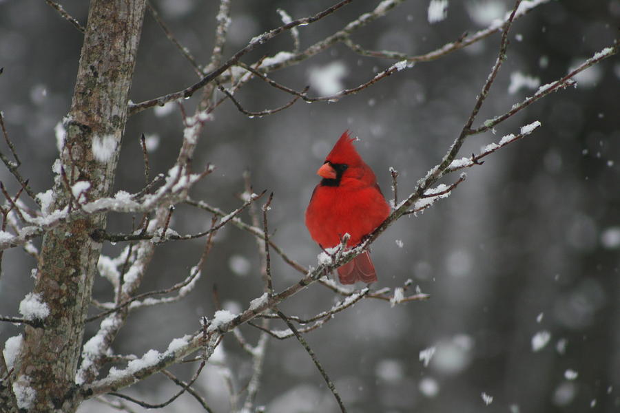 Cardinal Photograph - Christmas Snowy Cardinal by Beth Andersen