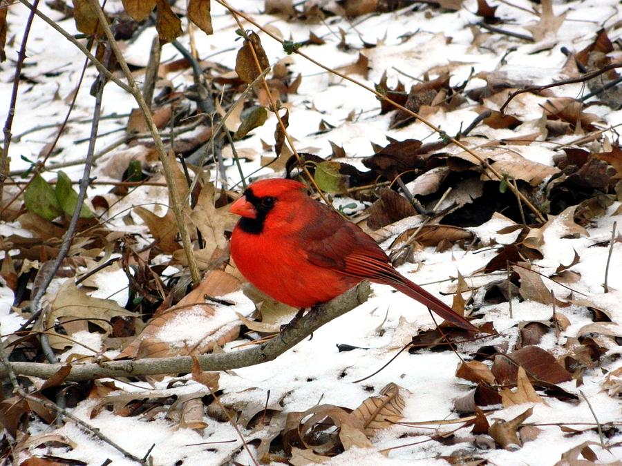 Snowy Cardinal Contrast Photograph