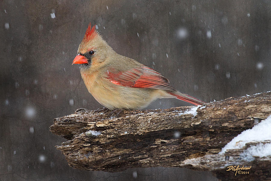 Snowy Cardinal Photograph by Don Anderson